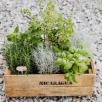 Twój pachnący zakątek: domowy i balkonowy ogródek ziołowy krok po kroku