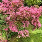 Kieszonkowy raj: przewodnik po krzewach ozdobnych idealnych do małego ogrodu