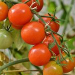 Balkon pełen pomidorów: od pierwszej doniczki do obfitych zbiorów — prosty plan na sukces