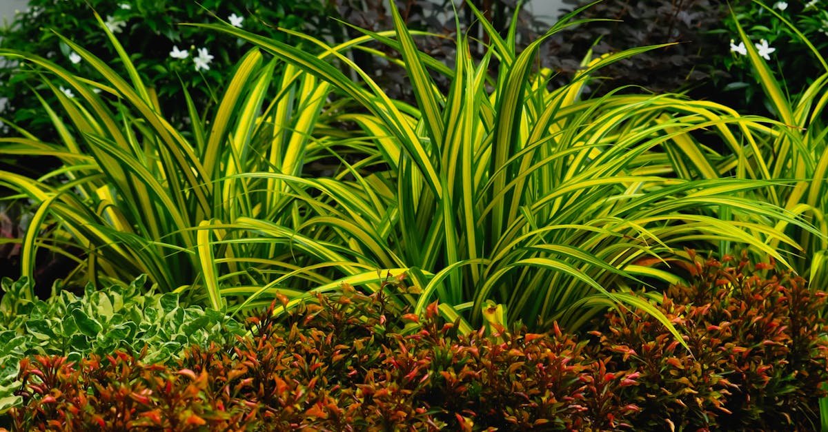 Minimum pracy, maksimum efektu: rośliny do ogrodu dla zapracowanych