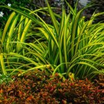 Minimum pracy, maksimum efektu: rośliny do ogrodu dla zapracowanych