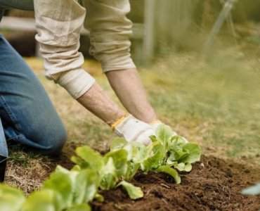 Od zera do plonów: zbuduj własne grządki warzywne krok po kroku