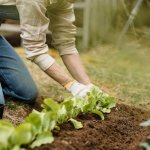 Od zera do plonów: zbuduj własne grządki warzywne krok po kroku