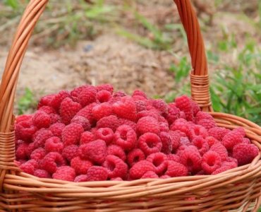 Maliny na wyciągnięcie ręki: zamień mały przydomowy ogródek w malinowy zagajnik