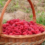 Maliny na wyciągnięcie ręki: zamień mały przydomowy ogródek w malinowy zagajnik