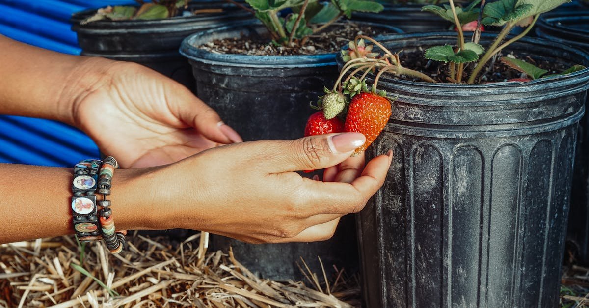 Balkon pełen słodyczy: truskawki w donicach bez wysiłku — zbiory od wiosny do jesieni