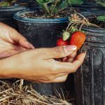 Balkon pełen słodyczy: truskawki w donicach bez wysiłku — zbiory od wiosny do jesieni