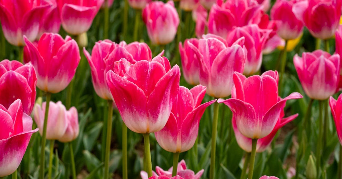 Tulipany jak z holenderskich pocztówek: sprawdzone sposoby sadzenia cebulek na oszałamiające kwitnienie