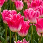 Tulipany jak z holenderskich pocztówek: sprawdzone sposoby sadzenia cebulek na oszałamiające kwitnienie