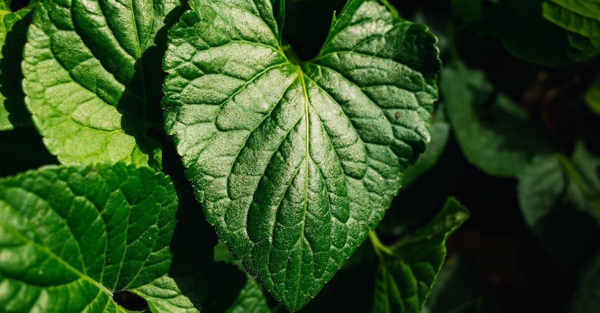 Zielone mikroelektrownie: jak liść zamienia światło w energię życia