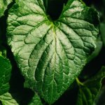 Zielone mikroelektrownie: jak liść zamienia światło w energię życia